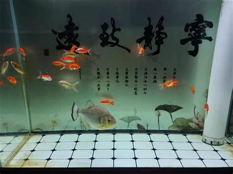 魚可以養在房間嗎|房間養魚有禁忌？專家解答